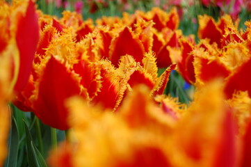 close-up of red and yellow fringe tulips