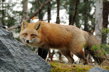 Red Fox Stock Photo. Red Fox in the forest looking at the camera displaying fur, bushy tail, head, ears, eyes, nose, paws in its habitat and environment with moss and rock and a blur background. Image