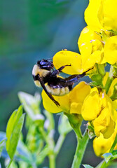 Bumblebee explores a yellow banner wildflower.