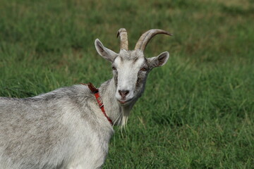 Naklejka na ściany i meble Goat in the grass