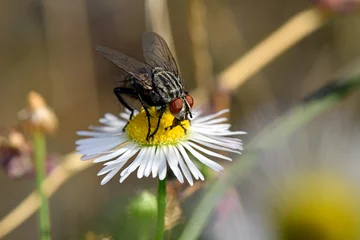 Fototapeten Fliege auf einer Margerite - Fly on a daisy  © bennytrapp