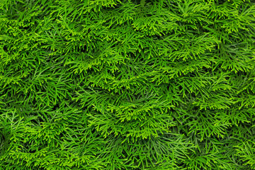 Naklejka na ściany i meble Green leaves of Thuja tree natural textured background. Close-up view.