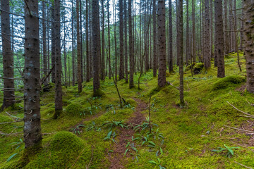 Traversing beautiful and mysterious nordic pine forests on the hiking path to the Trollkirka (Troll church) cave, Elnesvsgen, Romsdal county, Norway.