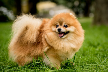 Portrait of cute pomeranian dog at the park.