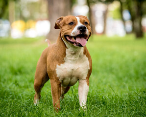 Portrait of cute american staffordshire terrier at the park.