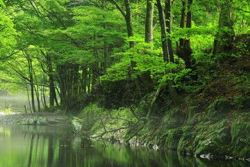 Fototapeta premium 岩手県住田町 夏の渓流