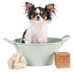 Chihuahua dog in a basin with Marseilles soap with "Extra pure 72% oil" written on it on a white background.