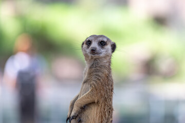Fototapeta premium Meerkat or Suricate (Suricata suricatta)
