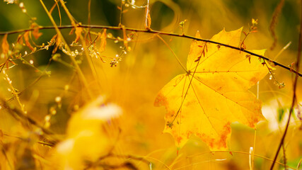 Autumn season leafs. Fallen maple leaves in the forest. Golden maple leaf on blurred yellow background. Autumn concept