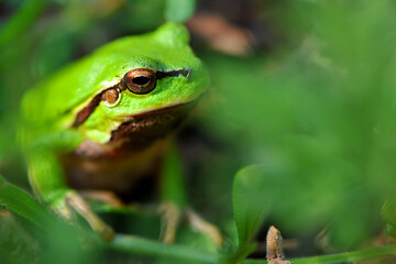 
green frog sitting in the grass close-up portrait