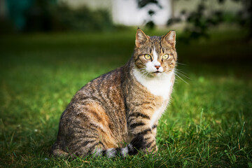 Naklejka na ściany i meble A beautiful domestic tabby cat with bright yellow eyes sits in the green grass