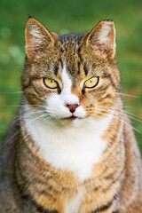 Portrait of a beautiful domestic tabby cat with bright yellow eyes sits in the green grass