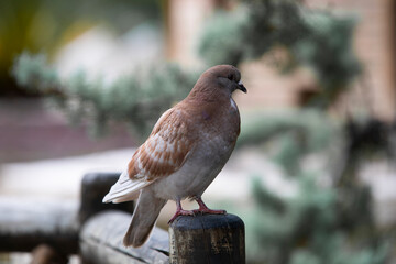 pigeon bird standing in park