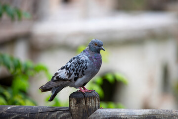 pigeon bird standing in park