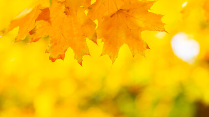 Naklejka na ściany i meble Autumn background. Tree branch with maple leaves on a blurred background. Autumn design background with yellow leaves. Copy space