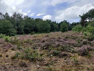 Fototapeta na wymiar lavender field in provence