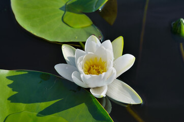 White water lily blooms in a pond among the leaves