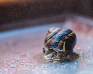 Big brown snail in the rain on the light-red background