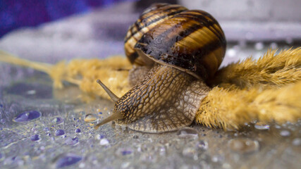 Snail on the yellow grass close up