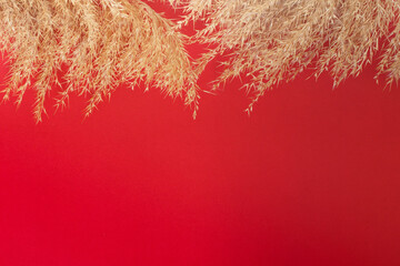 dry isolated reeds on the red background with space for text, isolated, mock up