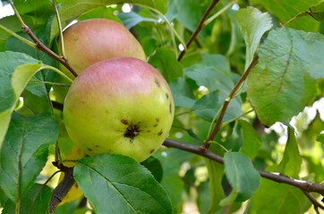 Green apples ripen on an apple tree among the leaves