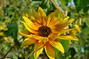 Decorative sunflower on a background of green leaves