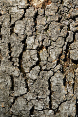 Tree trunk texture
