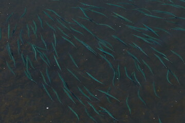 Bank of fish in river of Galicia,Spain