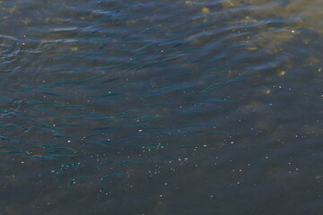 Bank of fish in river of Galicia,Spain