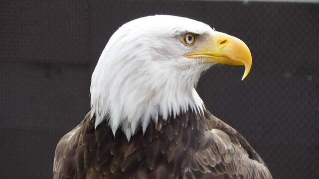 north america bald eagle slow motion 4k
