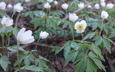 flowering buds of spring plants of Anemone nemorosa from the genus buttercups