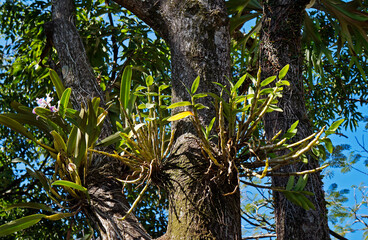 Orchids on tree trunk