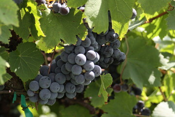 Red Wine Grapes of Defiance, Missouri, USA 2020 XIV