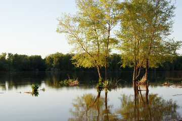 trees in the water by the river at sunset, high water