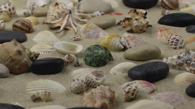Zoom. Colorful background of seashells and stones on the sand. Beach background.