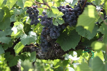 Red Wine Grapes of Augusta, Missouri, USA 2020 I