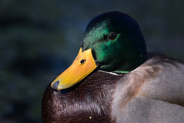 mallard duck on the water