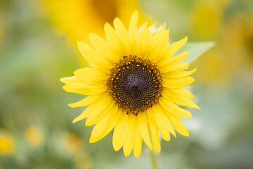 yellow sunflower closeup