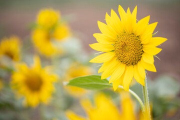 Obraz premium yellow sunflowers with other sunflower on the background