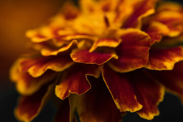 orange flower with brown marigold on dark background, macro