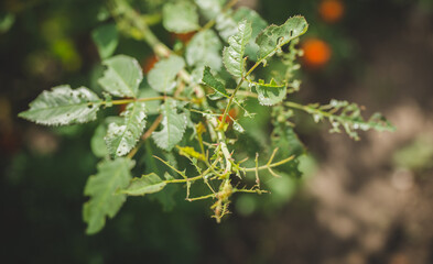 rose leaves with a problem close up
