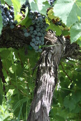 Red Wine Grapes of Augusta, Missouri, USA 2020 V
Grapes and Cane