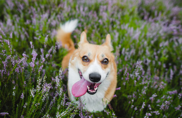 welsh corgi pembroke corgi dog with tongue out looking to the camera, sitting in heathers
