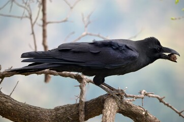 raven on a branch