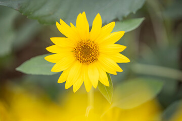 yellow sunflower closeup