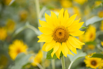 yellow sunflower closeup