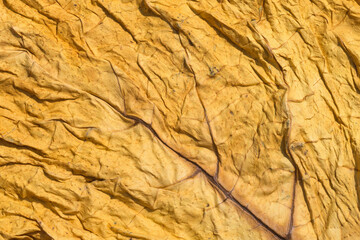 Dried yellow-orange tobacco leaf close up. Cured tobacco leaf texture with visible leaves veins. Dry whole tobacco leaf pattern as background