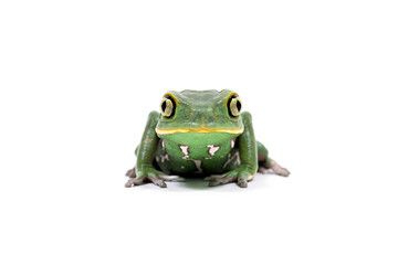 見つめるカエル　ソバージュネコメガエル　白バック