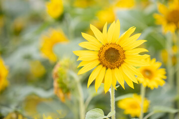 yellow sunflowers with other sunflower on the background