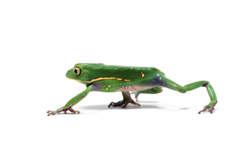 歩くカエル　ソバージュネコメガエル　白バック